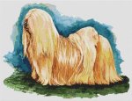 (image for) Lhasa Apso Full Body